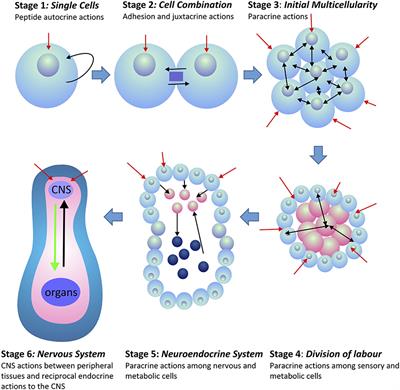 Synthetic Peptides as Therapeutic Agents: Lessons Learned From Evolutionary Ancient Peptides and Their Transit Across Blood-Brain Barriers